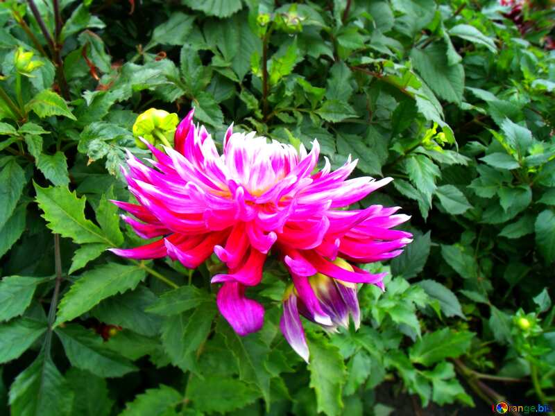 Dahlia flower  blurring macro №14336