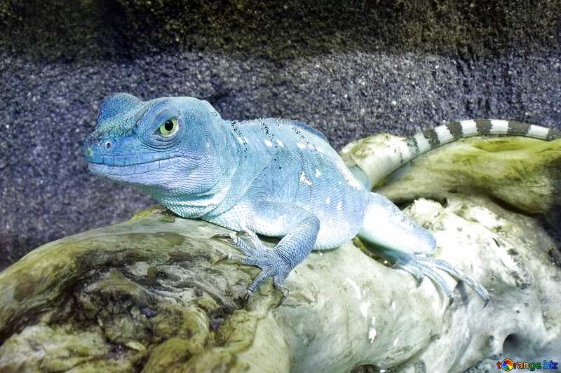 blue Lizard №10697