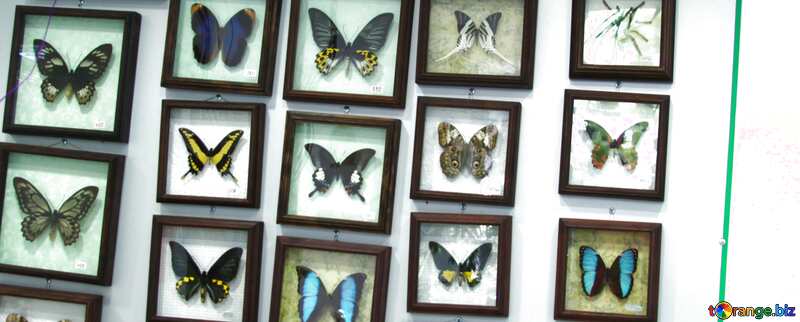 Обложка. Коллекция бабочек . №11321
