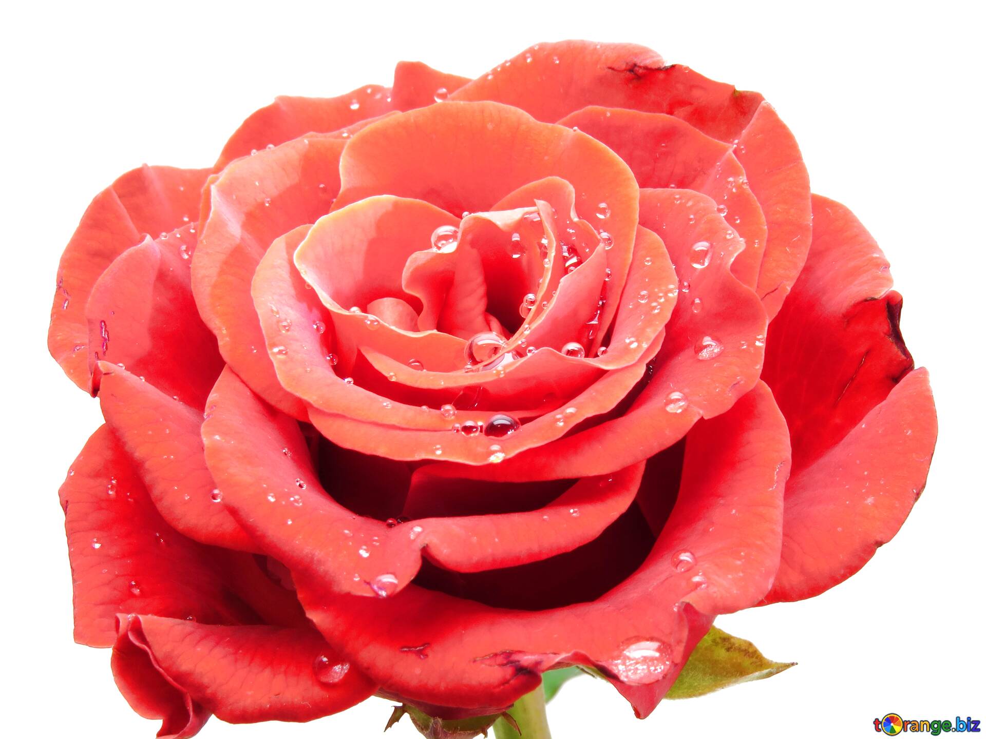 Download free picture white background red rose on CC-BY License ~ Free  Image Stock  ~ fx №47682
