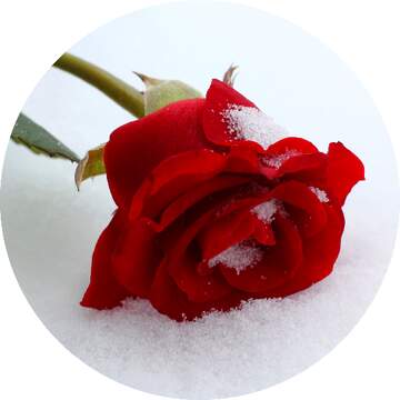 FX №47612 Winter rose in circle Image for profile picture