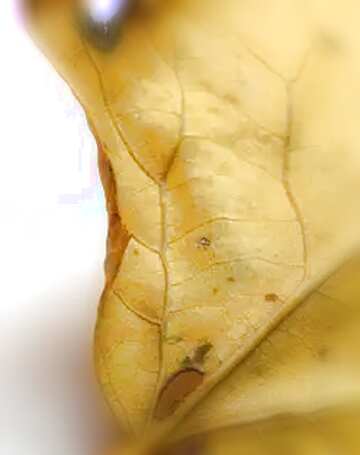 FX №47908 autumn leaf