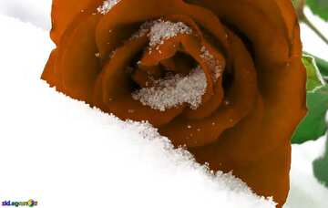 FX №47601 Роза на снегу