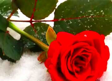 FX №47581 Rose flower red in snow