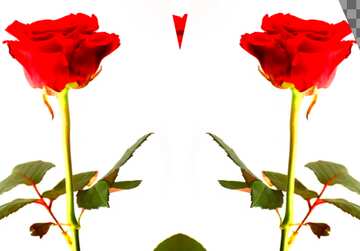 FX №47677 Two roses are on the right and left edge of the image. Each has a mirror image centered in the...