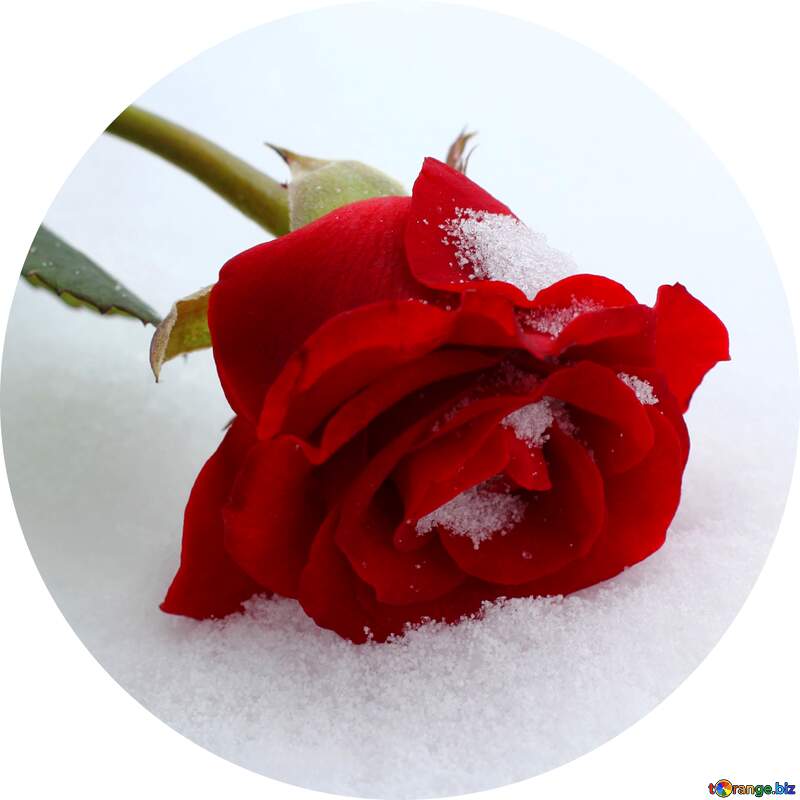 Winter rose in circle Image for profile picture №16971
