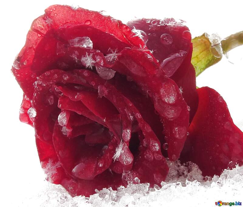 Flower rose on snow №16985