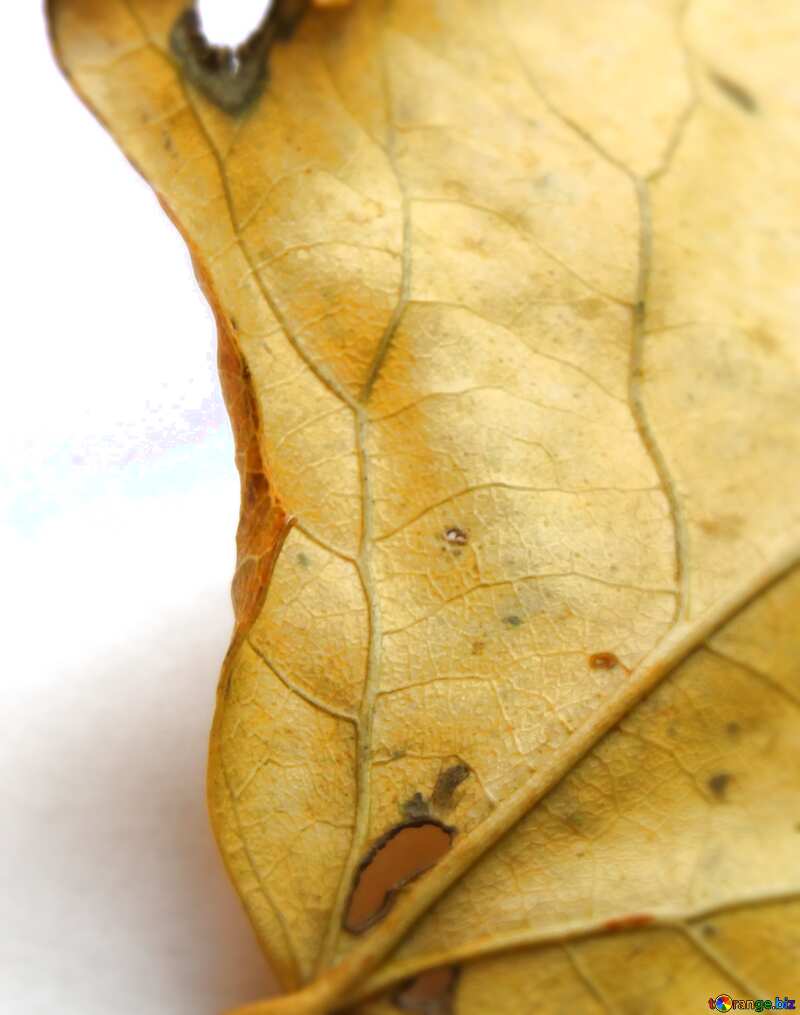 autumn leaf №18028