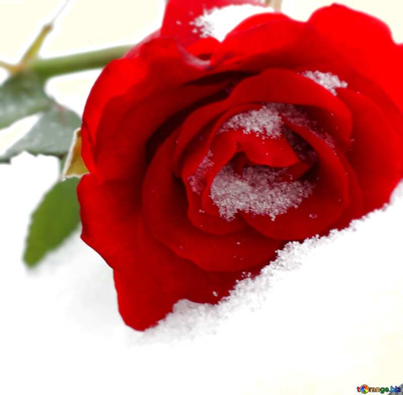 Роза снег №17829