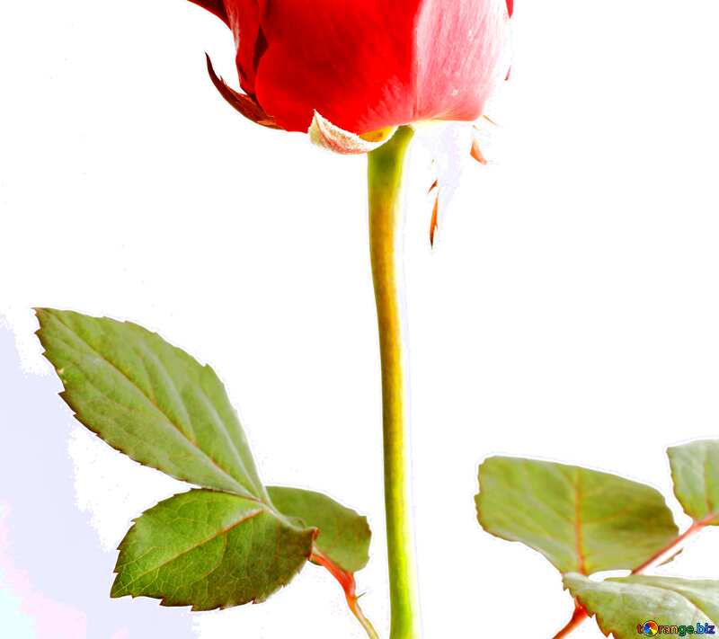 Обложка. Цветок красной розы. №17044