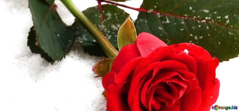 Обложка. Роза в снегу. №16924