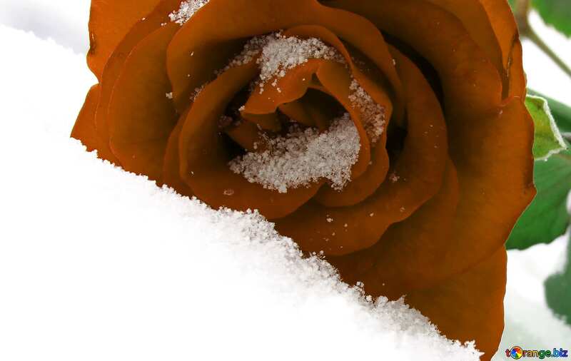 Роза на снегу №16946