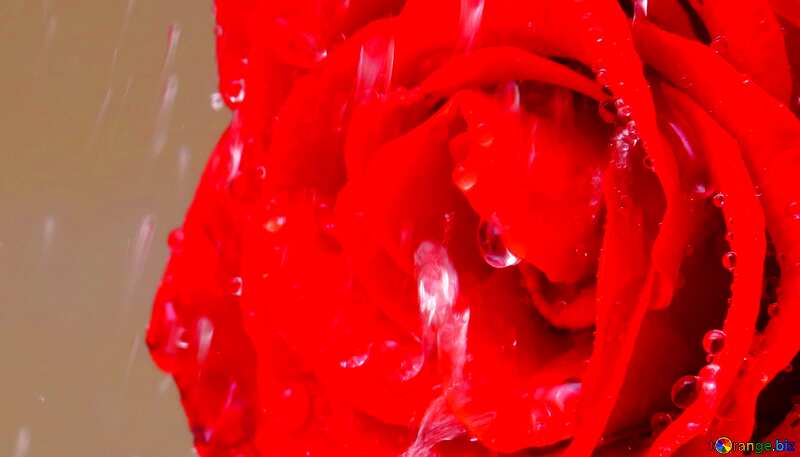 red rose rain №16907