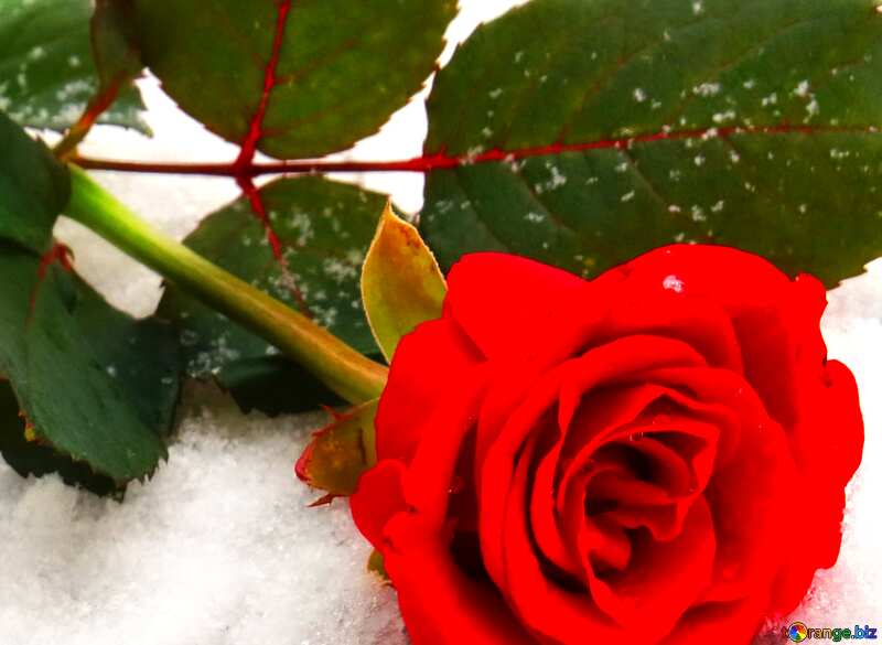 Rose flower red in snow №16924