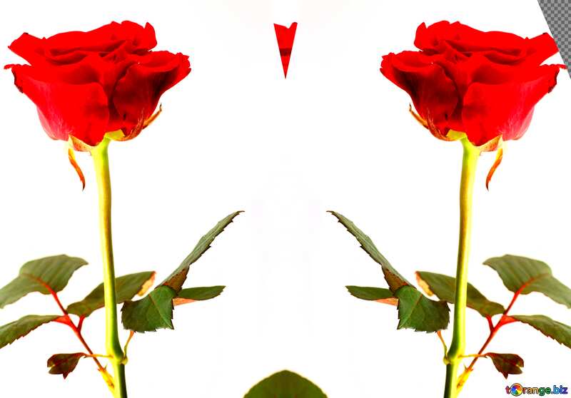 Two roses are on the right and left edge of the image. Each has a mirror image centered in the middle of the image. Both roses are blooming with a picture upwards of petals. In the center of the image is a rose leaf №17064