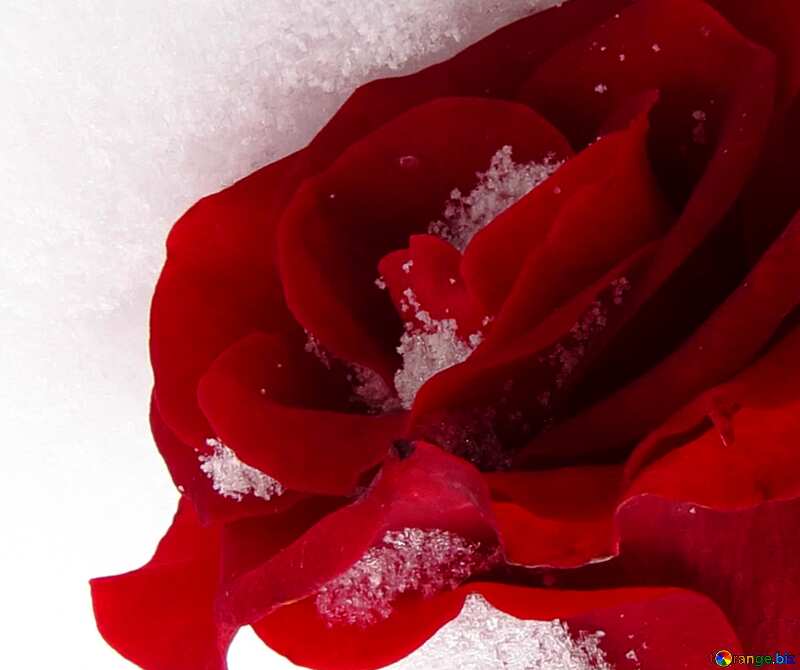 роза в снегу №16966