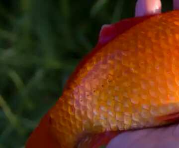 FX №48493 gold fish