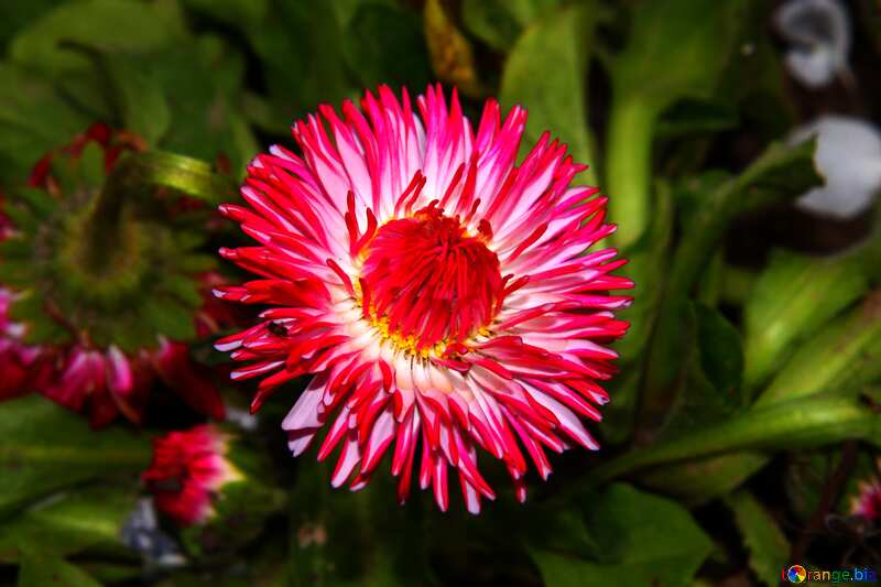 Daisy flower  Pink №1835