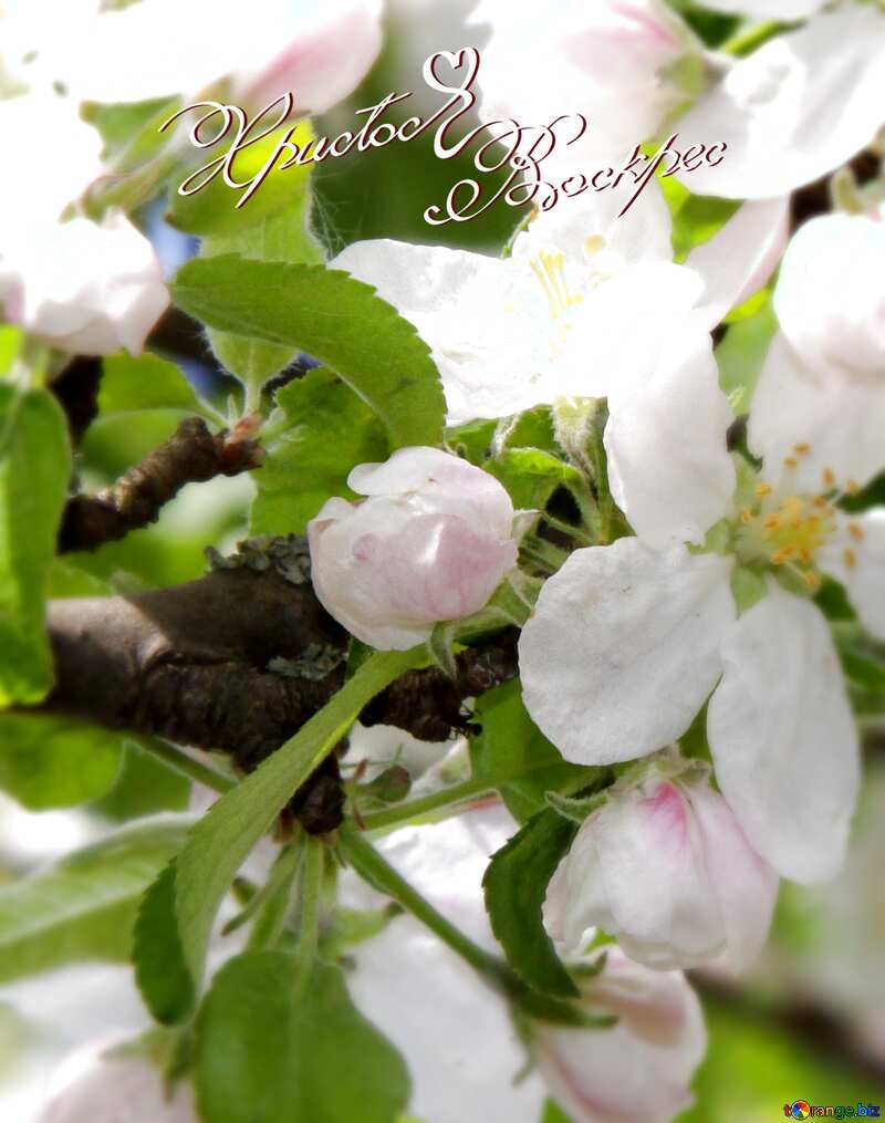 Apple trees in bloom christ inscription risen №1815