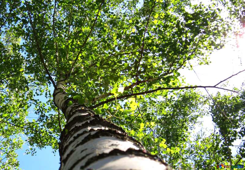 Birch tree №22483