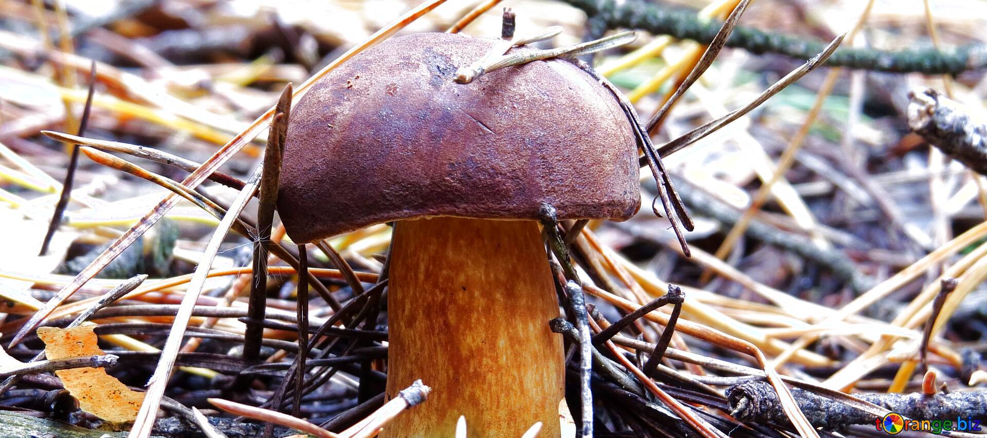 грибы с коричневыми шляпками фото с названиями