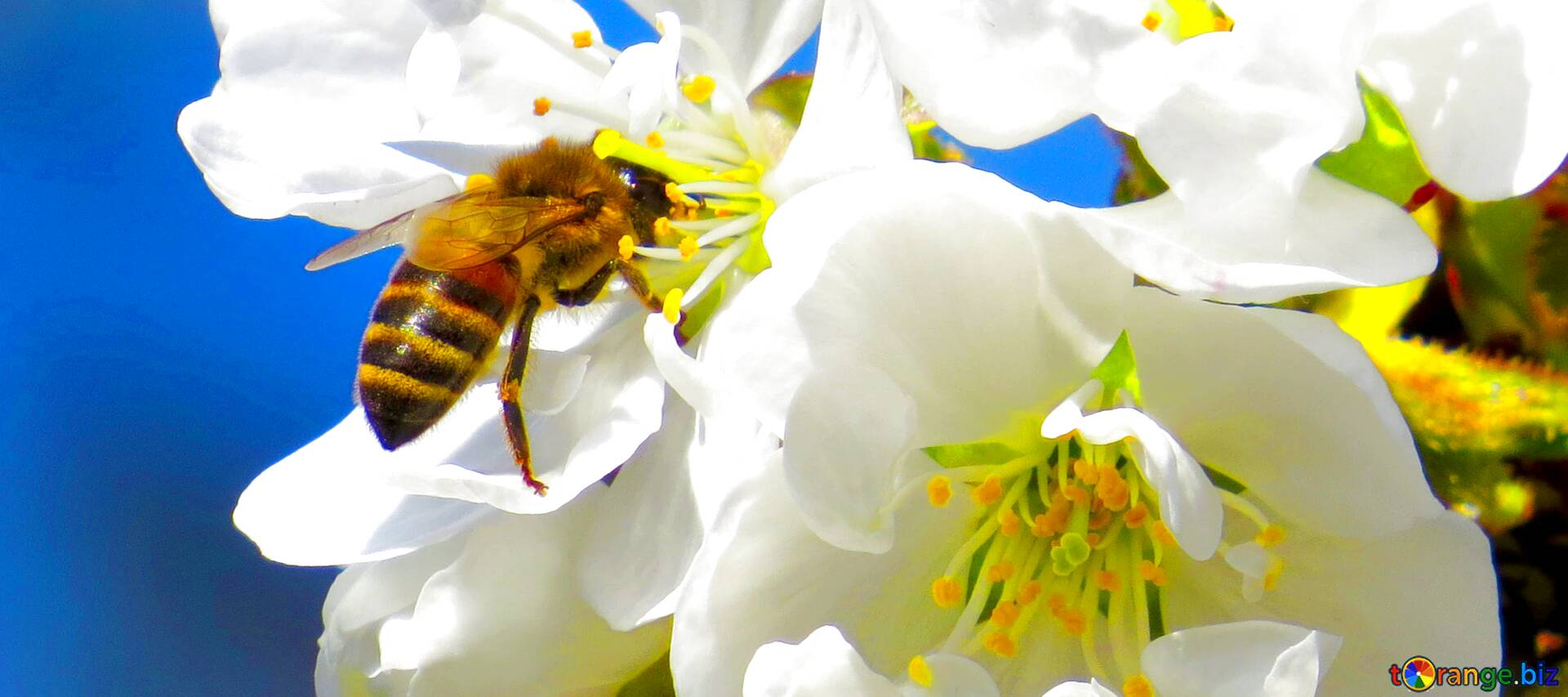Пчела на цветке сливы
