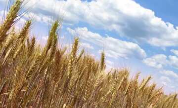 FX №49997 Wheat field cereal plant