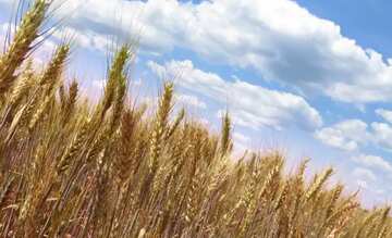 FX №49997  Wheat field cereal plant