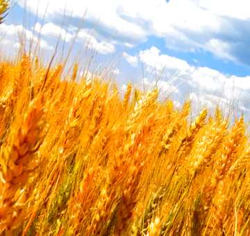 FX №49992 Ears of corn Feld