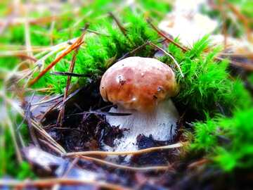 FX №49087 Mushroom blur frame