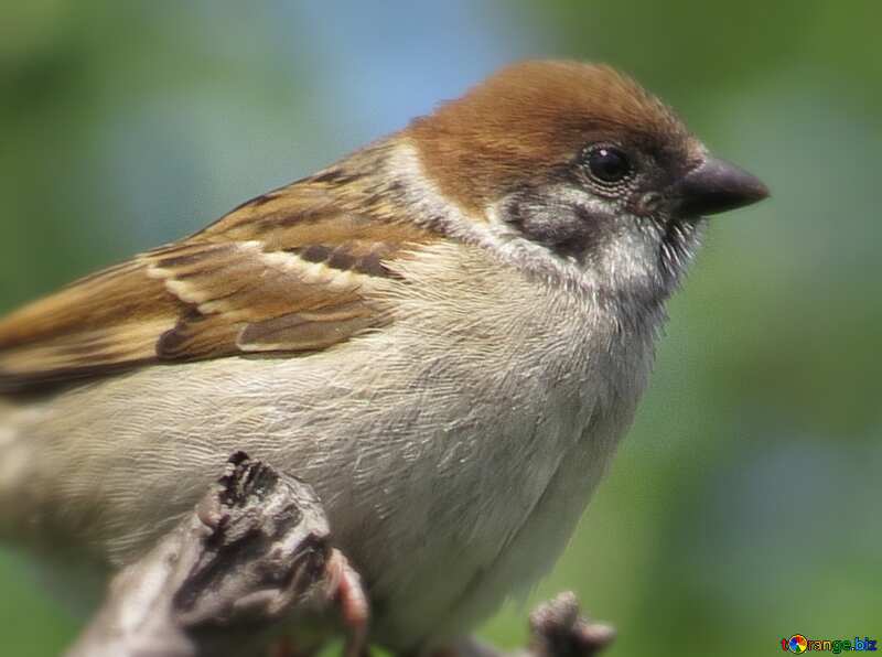  sparrow №22899