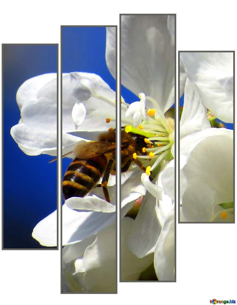 Bee fleur modular №24458