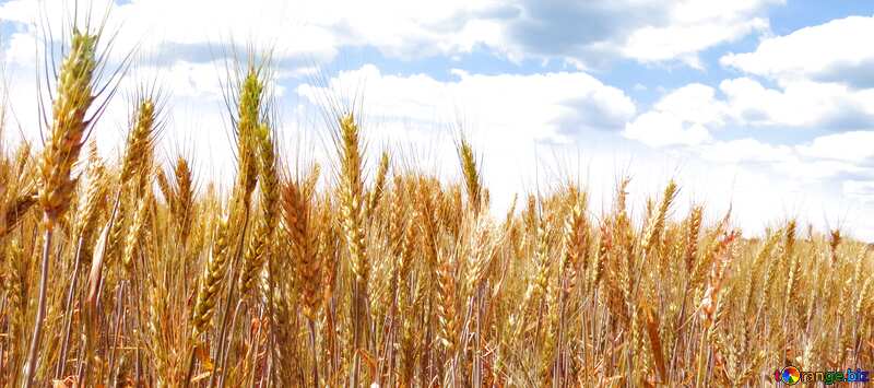 Обложка. Пшеница на поле. №27269