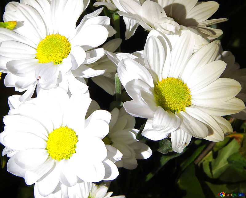 Обложка. Яркие белые цветы. №26593