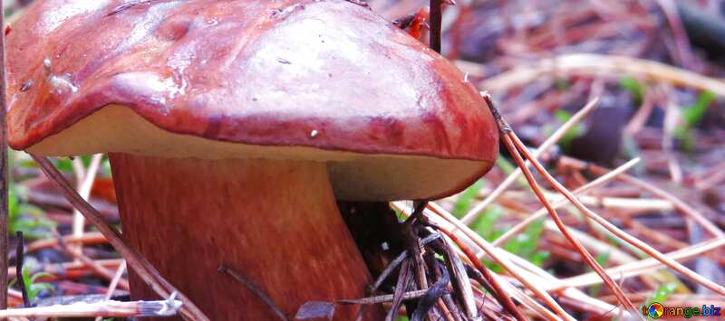 Обложка. Съедобный гриб с коричневой шляпкой. №23265
