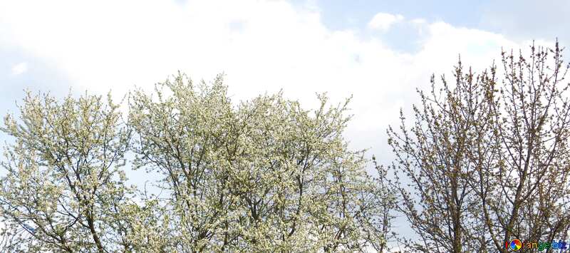 Обложка. Весенне цветение деревьев. №23930