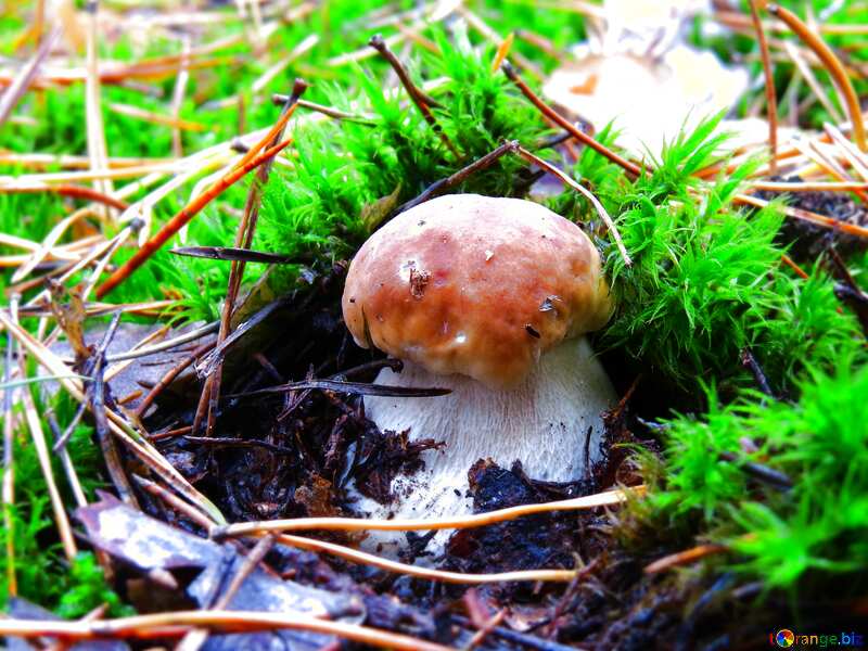 Mushroom blur frame №23234