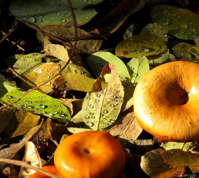 Autumn forest mushrooms №24883