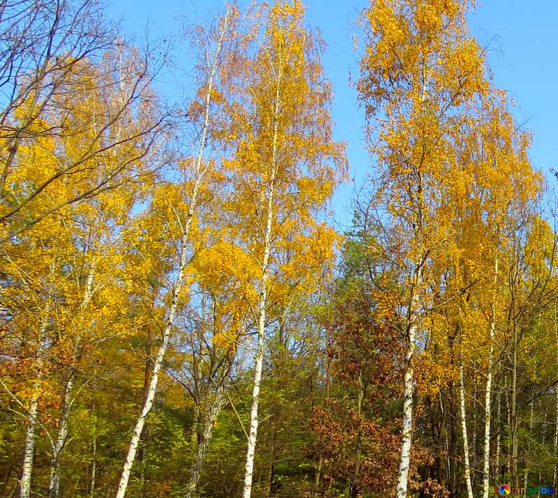 beautiful autumn landscape forest №24894