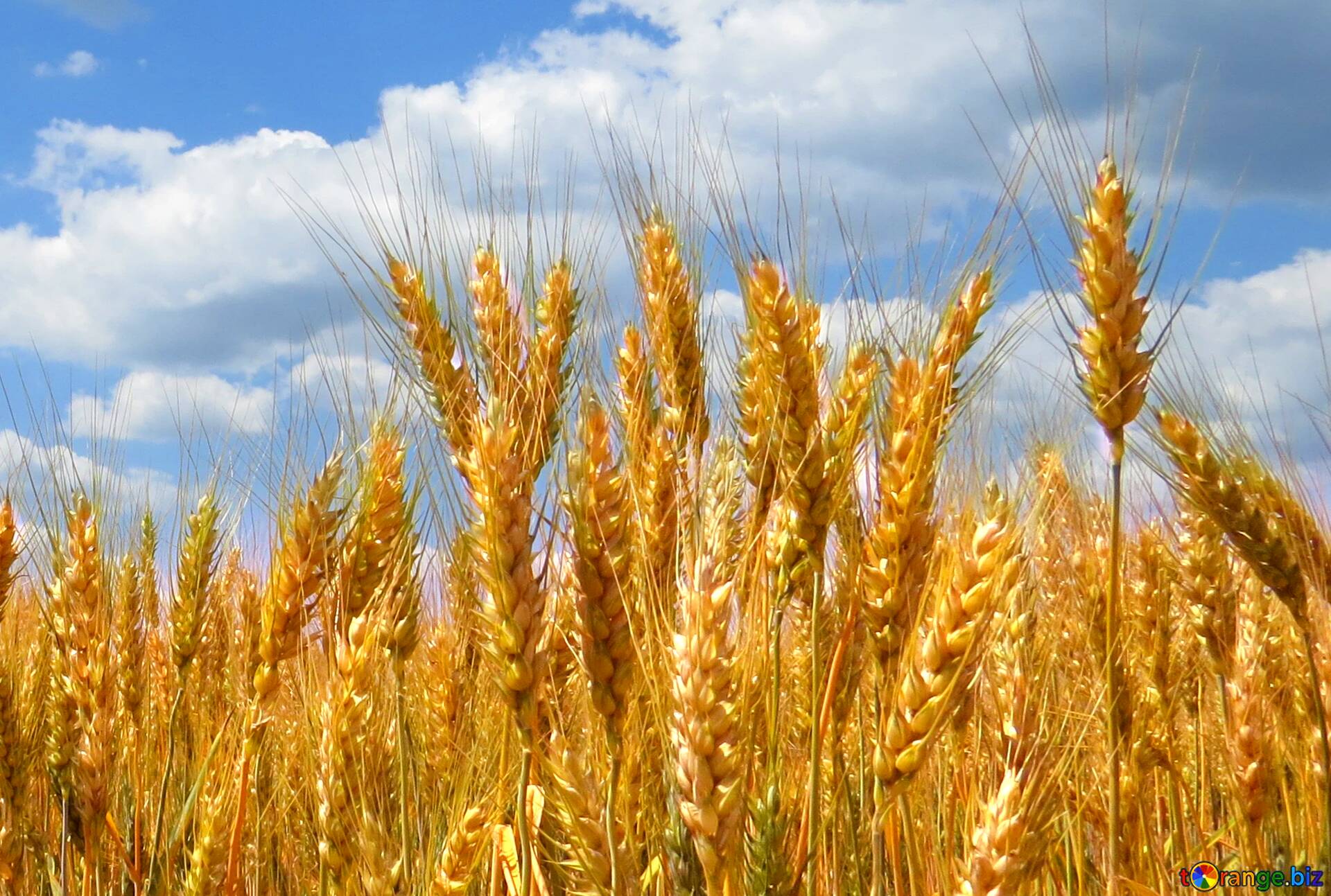 Большие колосья пшеницы