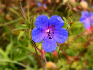 FX №5920 Bright colors. A solitary flower on background of grass.