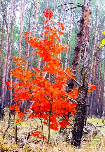 FX №5190 Bright colors. Bright tree in the forest.