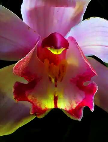 FX №5325 Bright colors. White orchid.