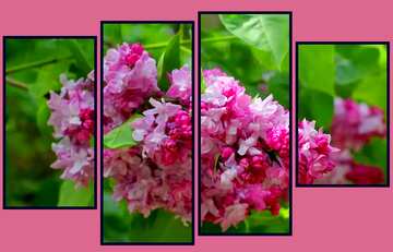 FX №5068 flowers lilac modular picture