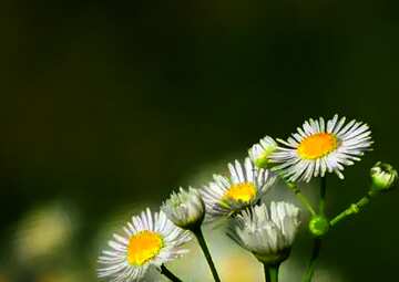 FX №5909 Cover. A beautiful picture with white field flowers.