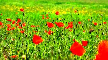 FX №5466 Cover. Wild poppies in the field.