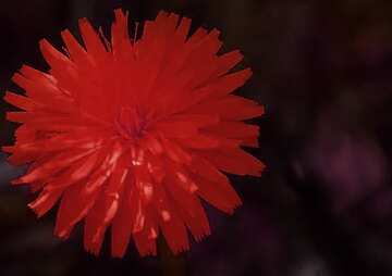 FX №5942 Red Dandelion dark flower background