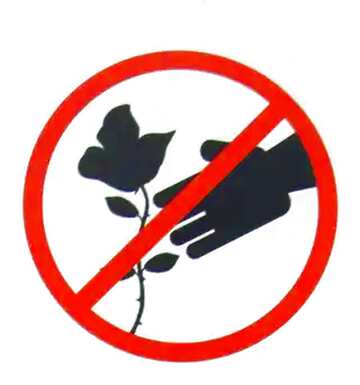 FX №5475 Do not tear flowers