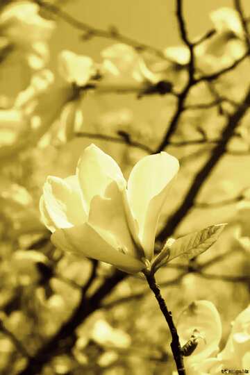 FX №5093 Dull colors. White magnolia flower in early spring.