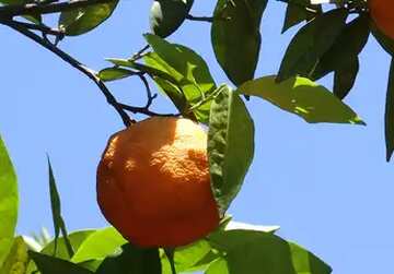 FX №5324 Orange fruit tree
